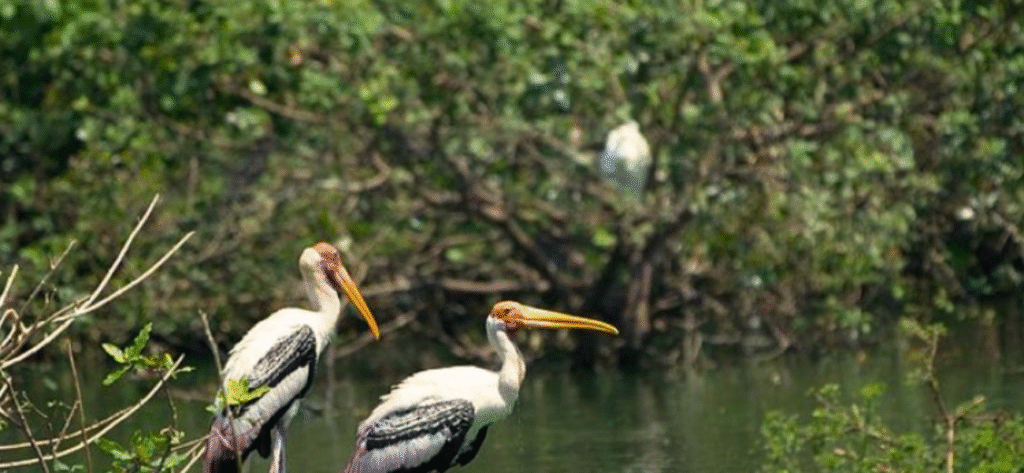 Neel Dhara Pakshi Vihar - Haridwar 3