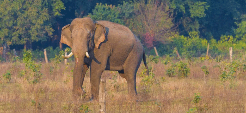Rajaji National Park - Rishikesh 2