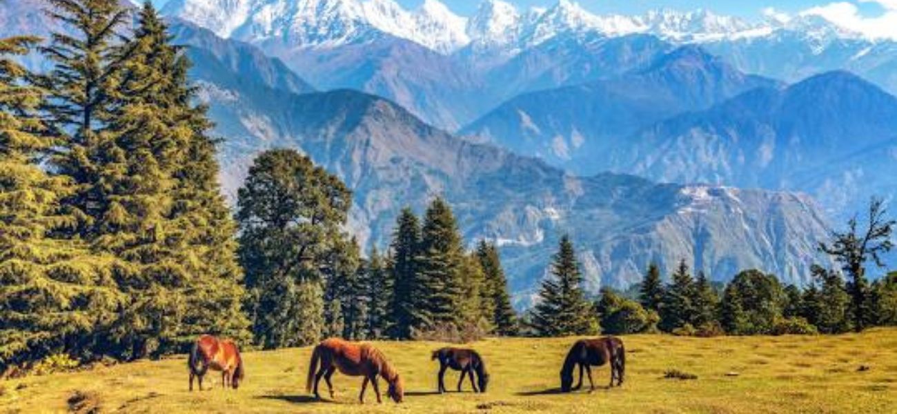 Munsiyari - Pithoragarh 5 Munsiyari – Pithoragarh