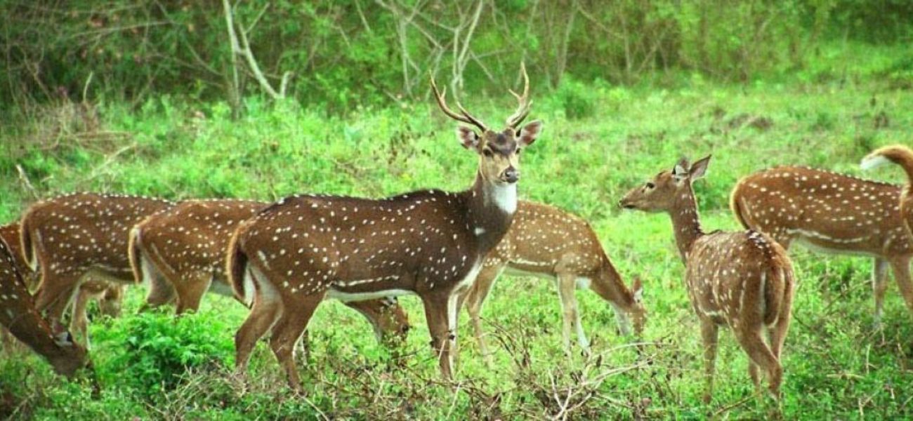 Askot Wildlife Sanctuary - Pithoragarh 3 Askot Wildlife Sanctuary – Pithoragarh