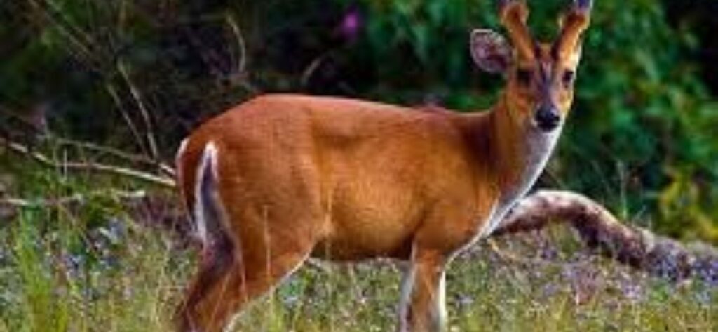 Askot Wildlife Sanctuary - Pithoragarh 3