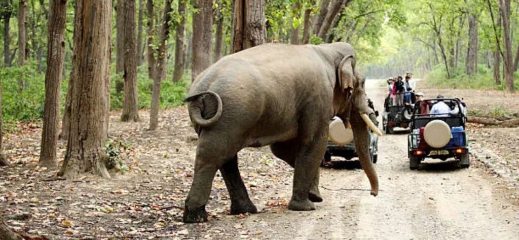 Jim Corbett National Park - Ramnagar 2