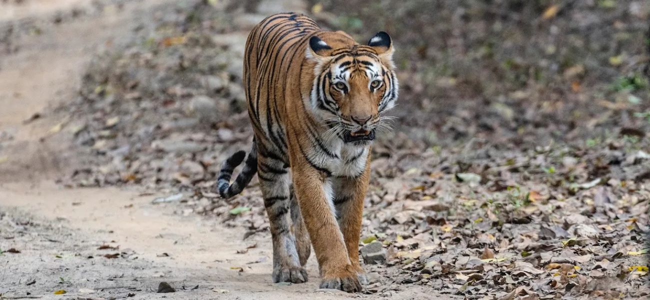 Jim Corbett National Park - Ramnagar 1 Jim Corbett National Park – Ramnagar
