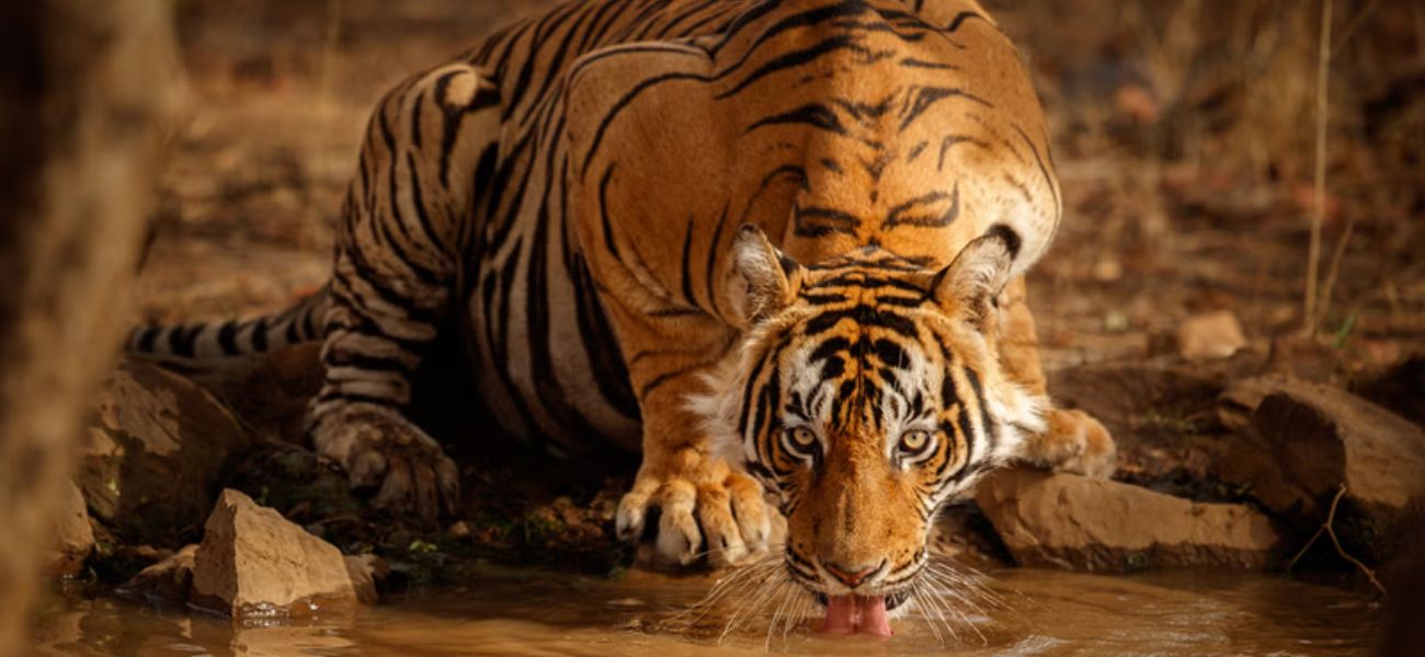 Kalagarh Tiger Reserve – Lansdowne