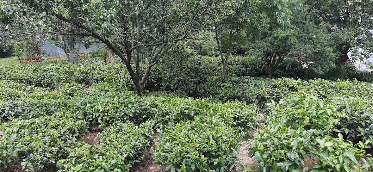 Kausani Tea Estate – Kausani