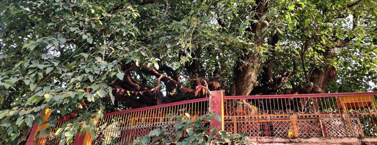 Kalpavriksha – Joshimath