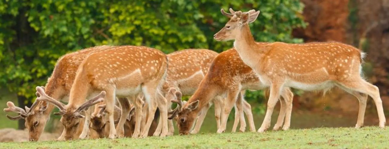 Kanchula Korak Musk Deer Sanctuary - Chopta 6 Kanchula Korak Musk Deer Sanctuary – Chopta