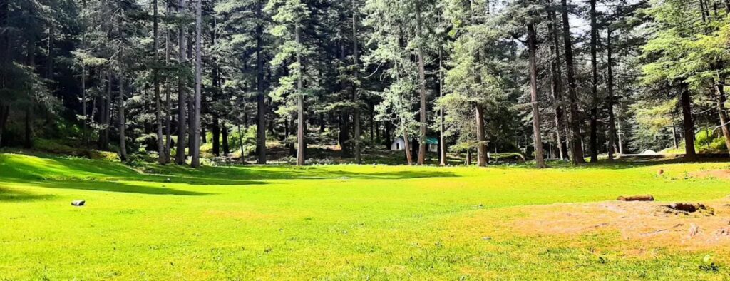 Kanasar Forest - Chakrata 2