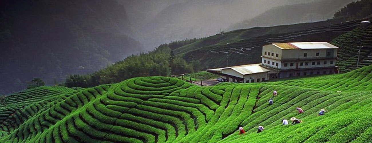  Kausani (Nearby Excursion) – Almora