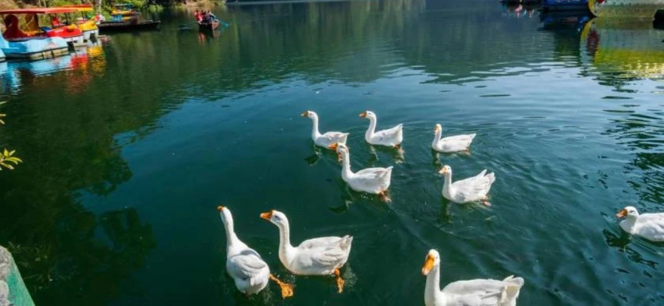 Sattal Lake - Nainital 1