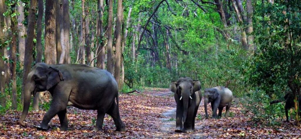 Durga Devi Zone (Corbett) - Ramnagar 2