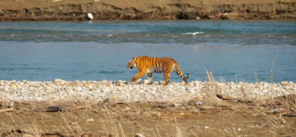 Dhikala Zone (Corbett) - Ramnagar 2