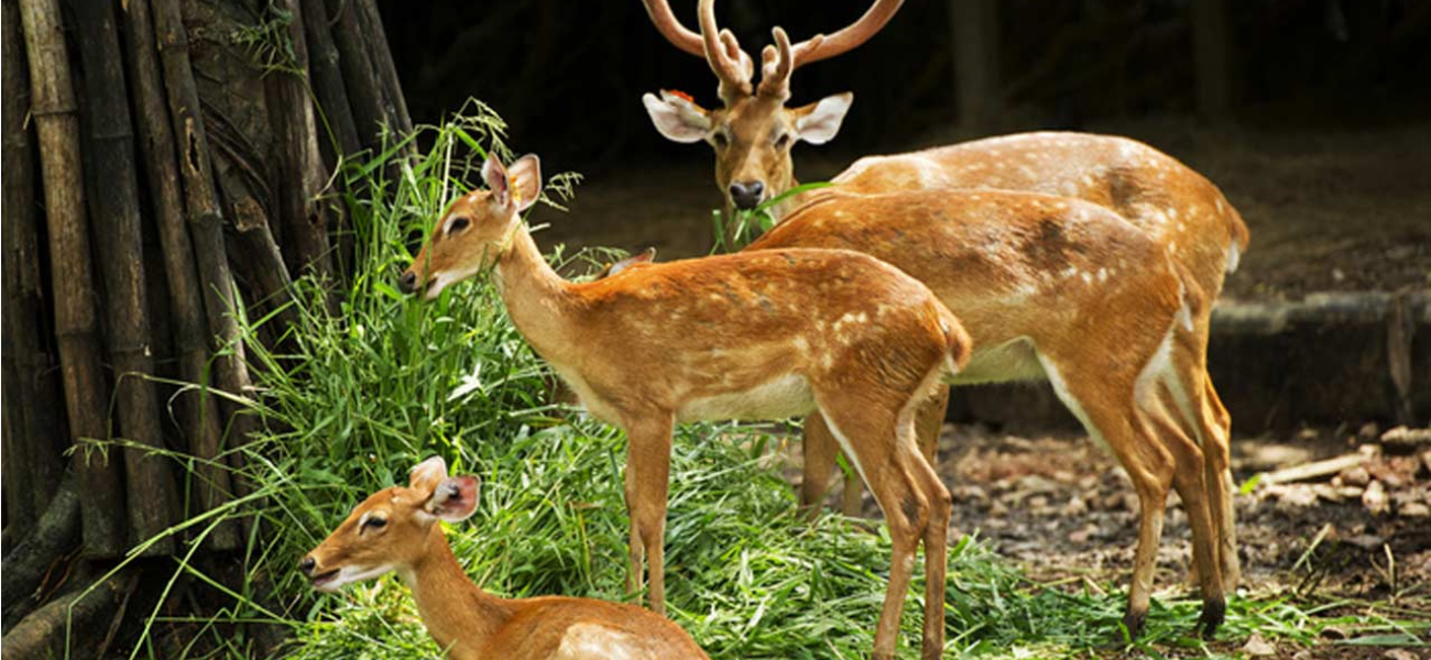 Deer Park – Almora