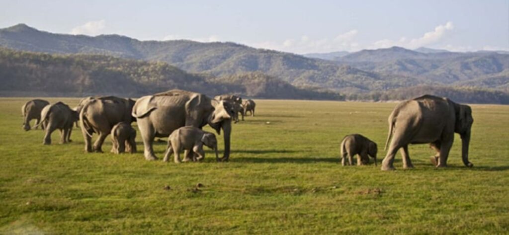 Jhirna Zone (Corbett) - Ramnagar 2