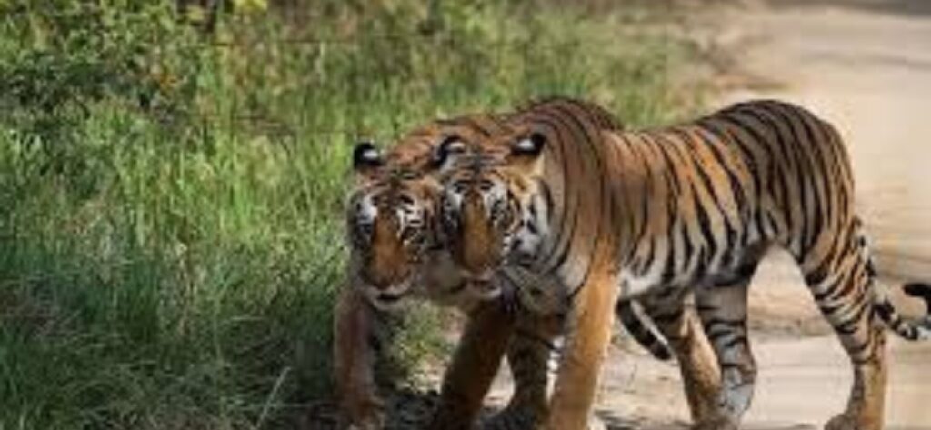 Bijrani Zone (Corbett) - Ramnagar 2