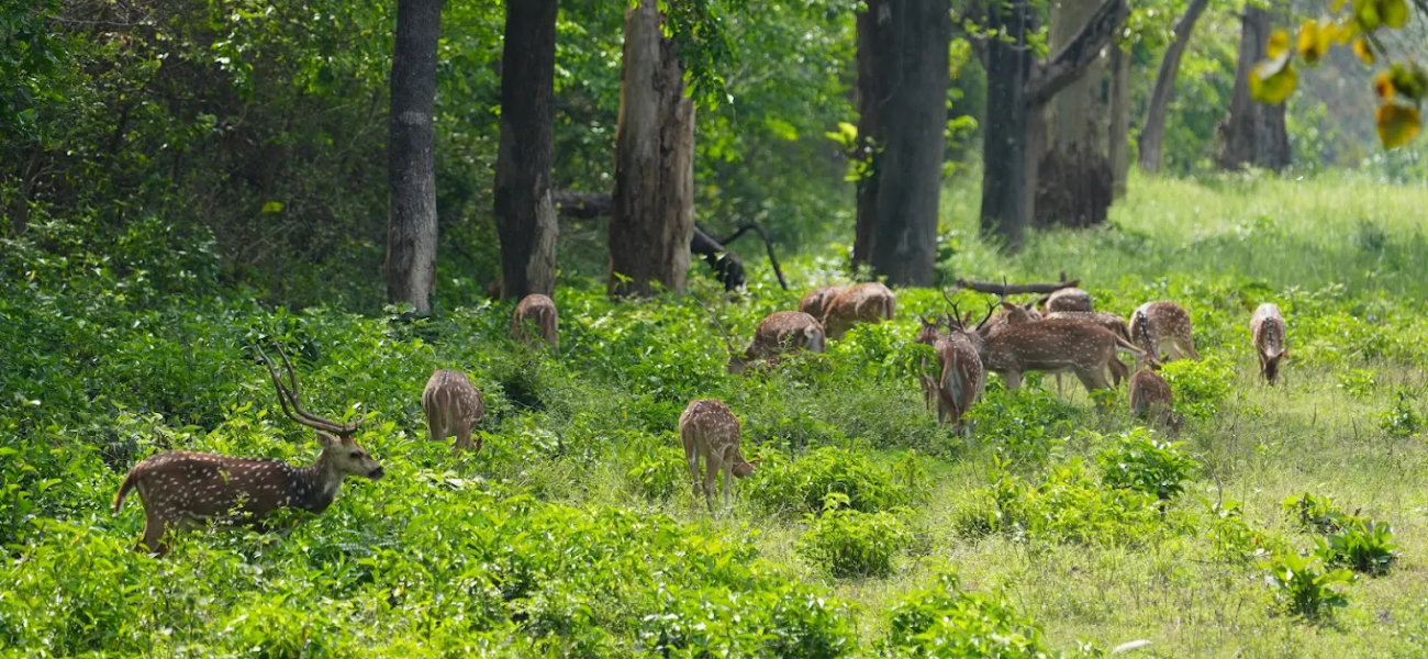 Binsar Wildlife Sanctuary – Almora