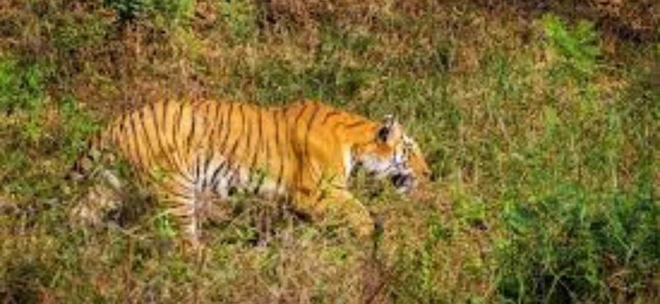 Sitabani Forest Reserve - Ramnagar 2 Sitabani Forest Reserve – Ramnagar