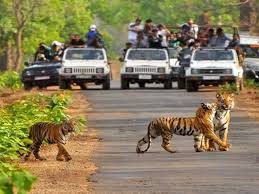 Rajaji National Park - Haridwar 1 Rajaji National Park – Haridwar