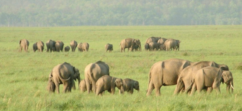 Rajaji National Park - Haridwar 2